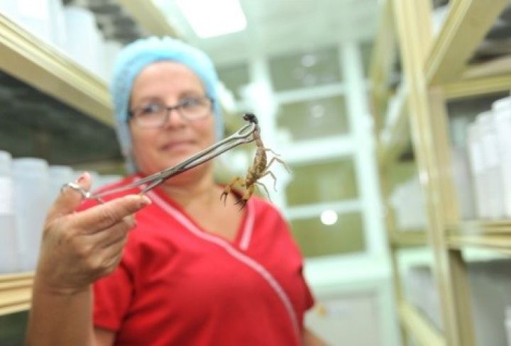 Cuba đẩy mạnh bào chế thuốc giảm đau từ nọc bọ cạp xanh - Trích Báo VTV News